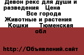 Девон рекс для души и разведения › Цена ­ 20 000 - Все города Животные и растения » Кошки   . Тюменская обл.